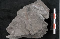 Foto (Detailansicht) von Sphenopteris hoeninghausi Brongniart (NHMW-GEO-2024-0188-10813)